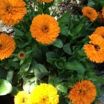 ציפורן חתול