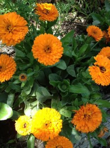 ציפורן חתול