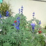 פריחת התורמוסים