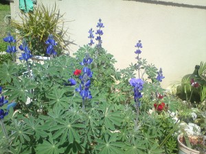 פריחת התורמוסים