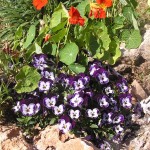 אמנון ותמר, כובע הנזיר