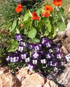 אמנון ותמר, כובע הנזיר