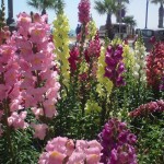 לוע הארי בשלל גווניו