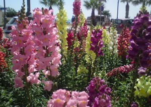 לוע הארי בשלל גווניו