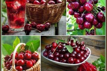 הדובדבן הכי אדום שיש