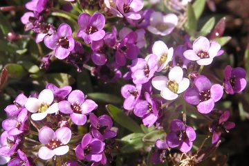 פריחת עונת האביב המשכרת