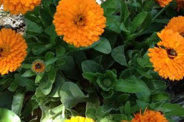 משנכנס אדר מרבין בשמחה